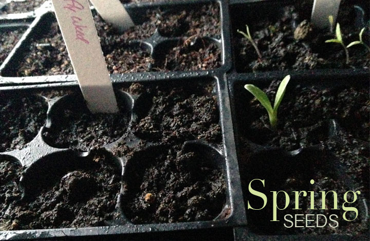 Spring Seeds