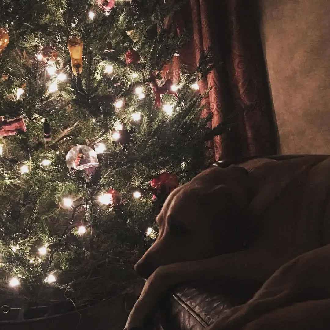 Meggy and The Christmas Tree