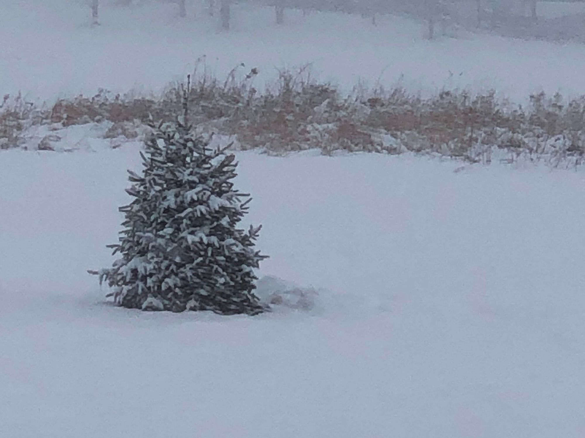 Winter Solstace Tree