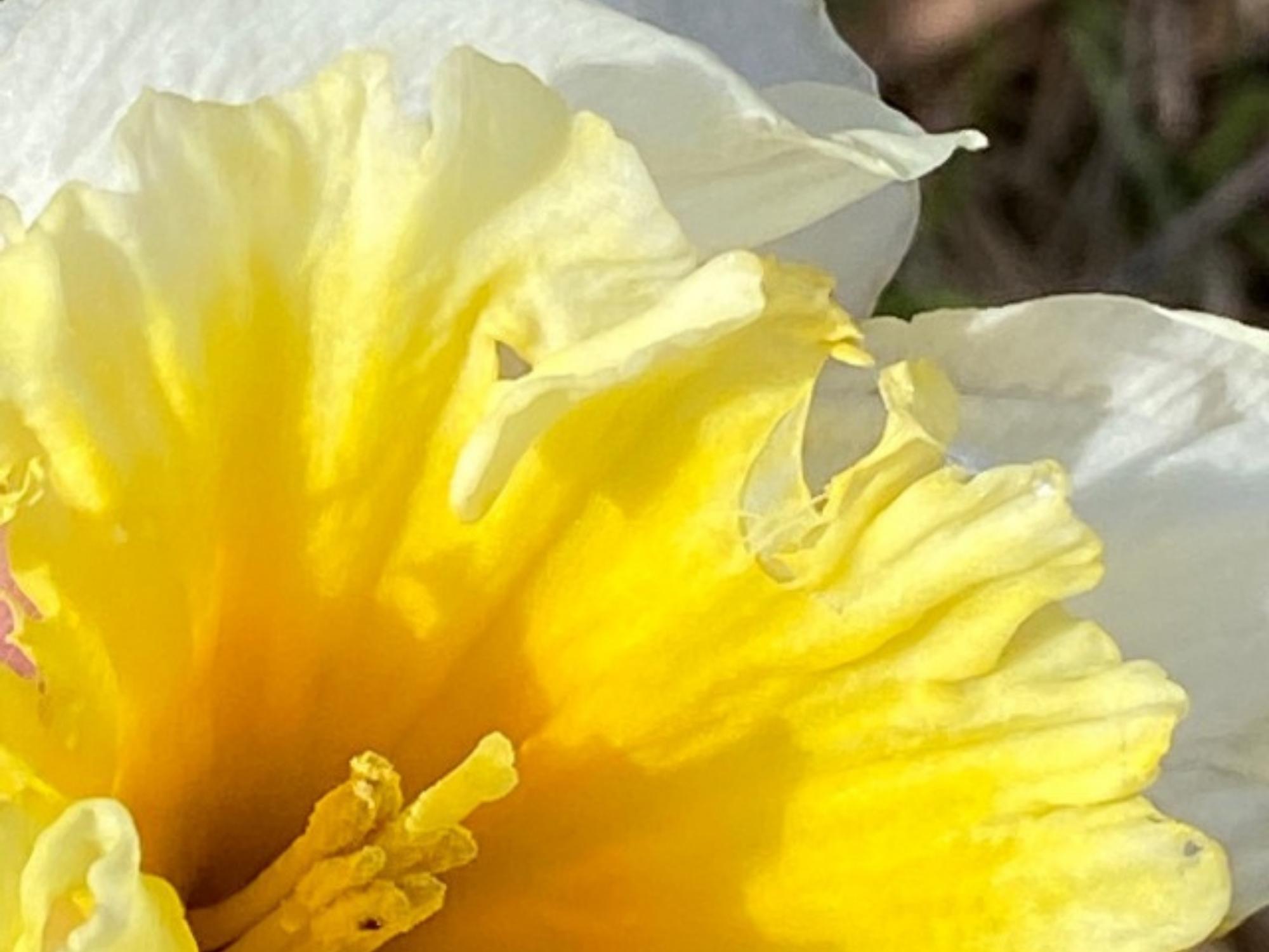 April Garden Update