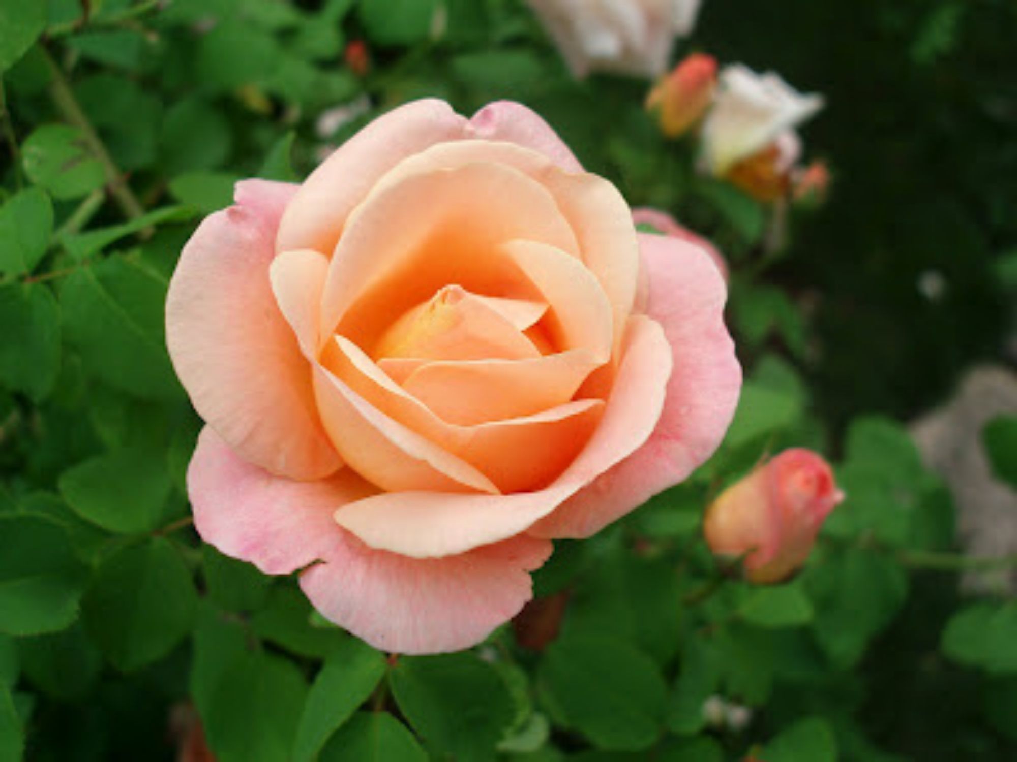 Heirloom Roses