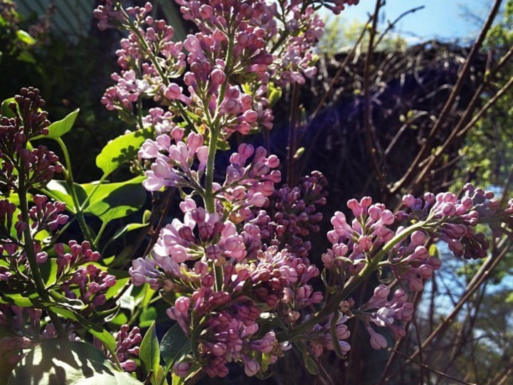 Lilacs