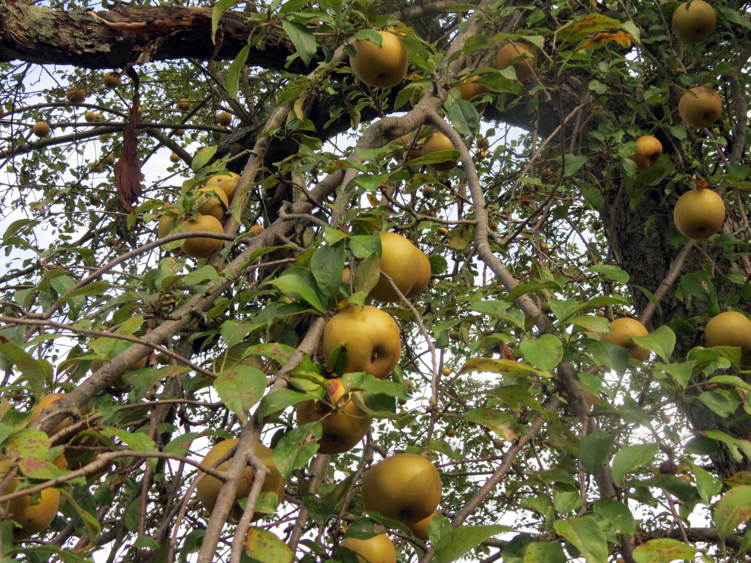 Apple Harvest Season
