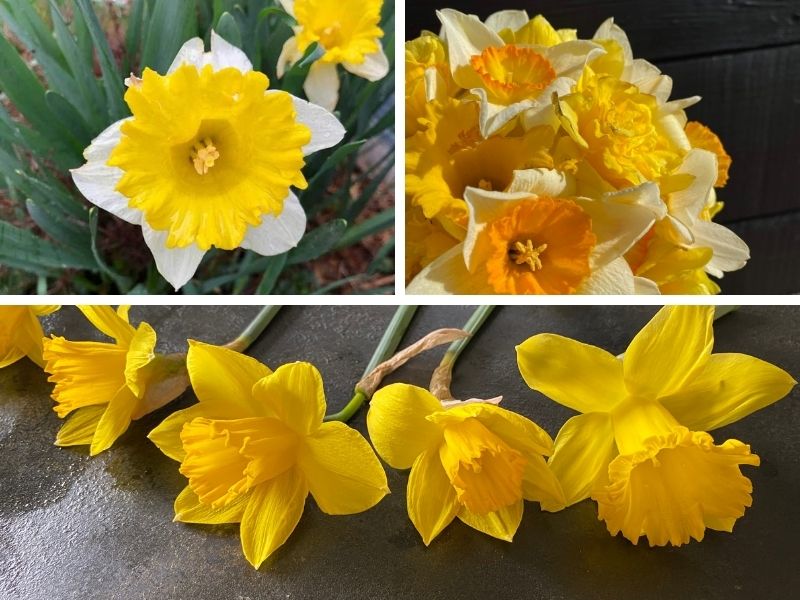 Daffodils