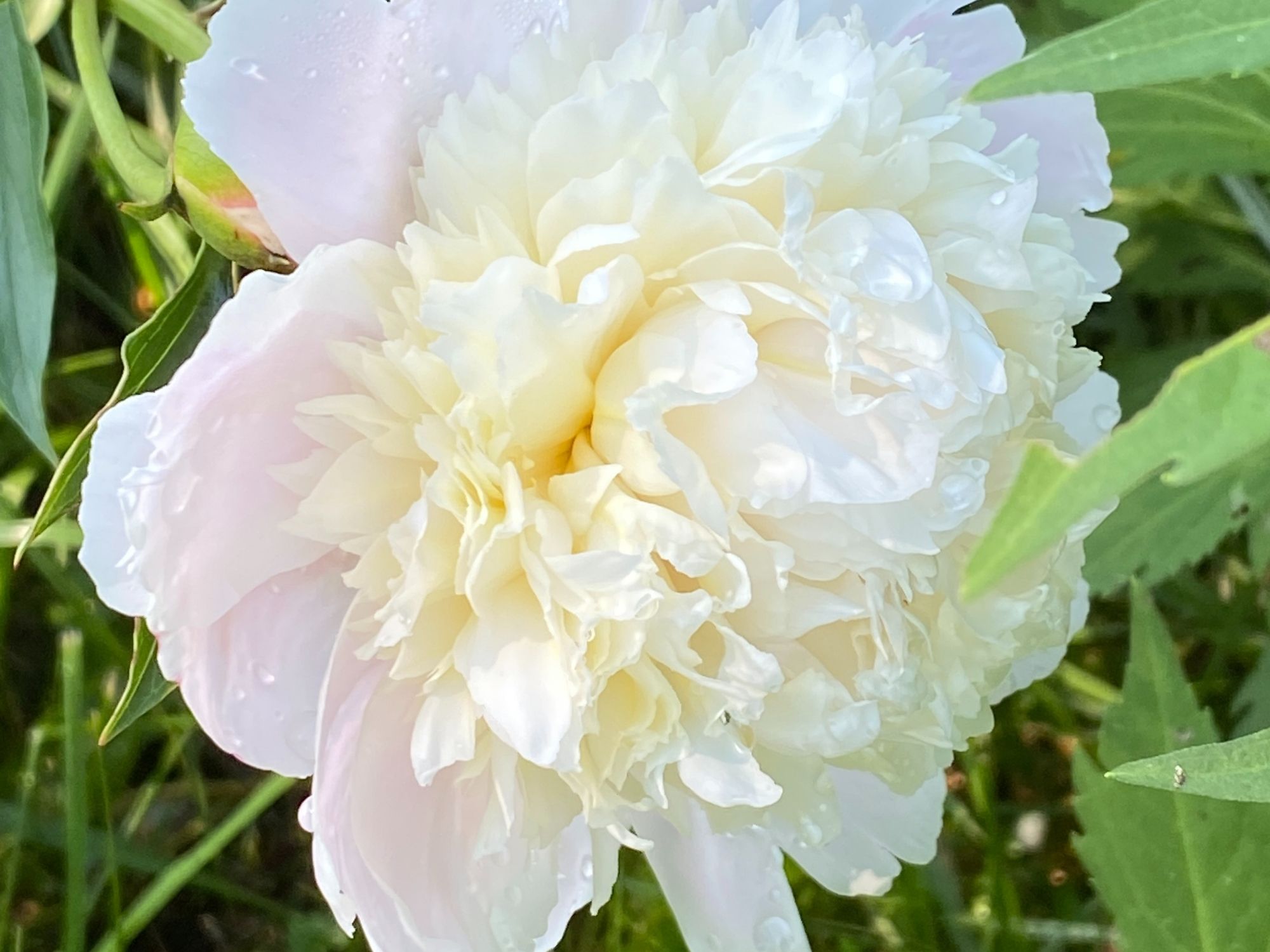 Peonies in Bloom