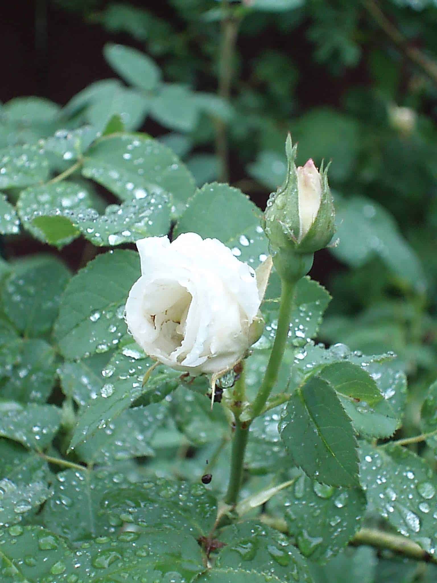 A Surprise Bloom