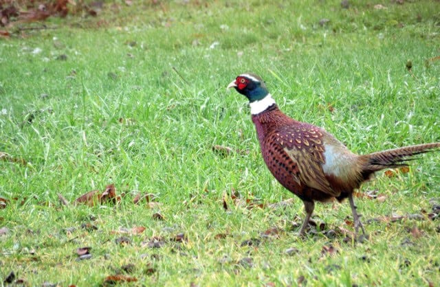 Mr Pheasant