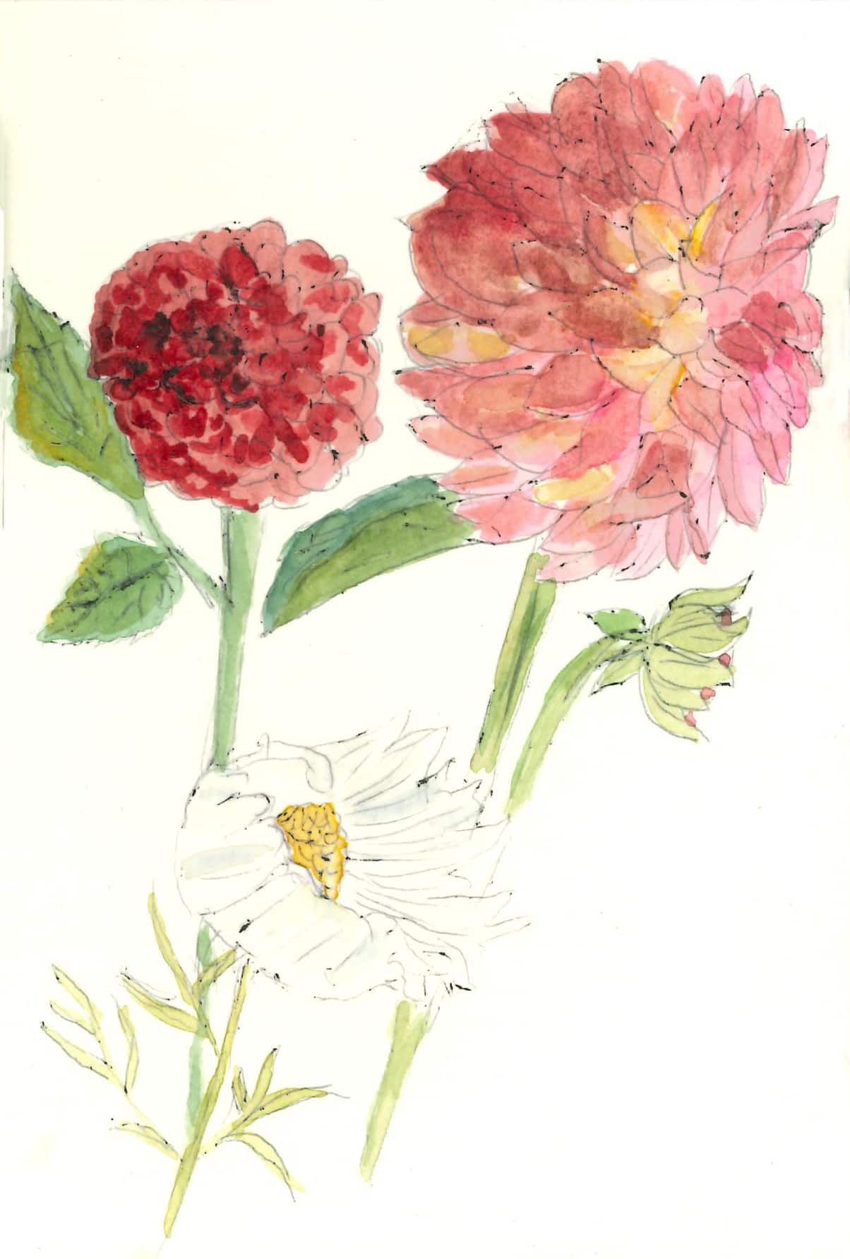 Dahlias and Cosmos