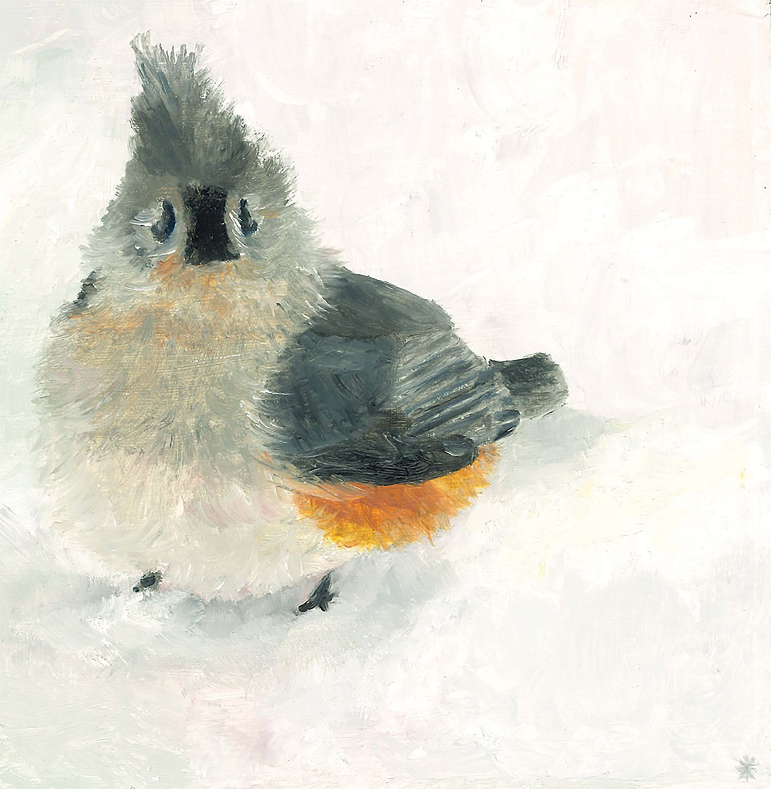 Snowy Titmouse